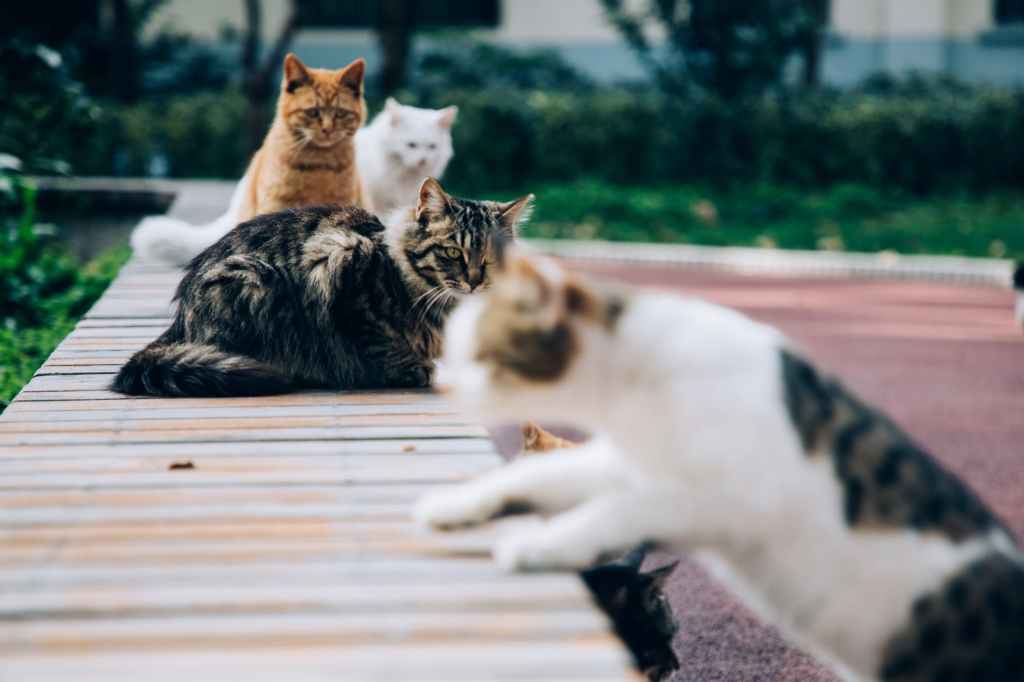 There Is A Cat Curled At My Feet…And All My Dreams Have Come&nbsp;True